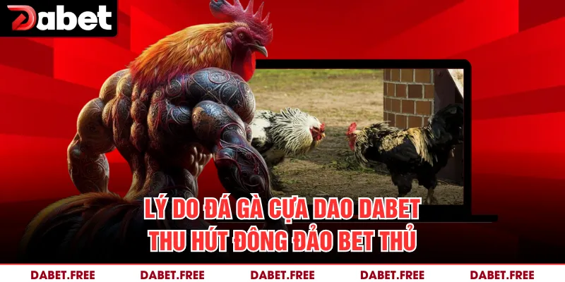 Lý do đá gà cựa dao Dabet thu hút đông đảo bet thủ